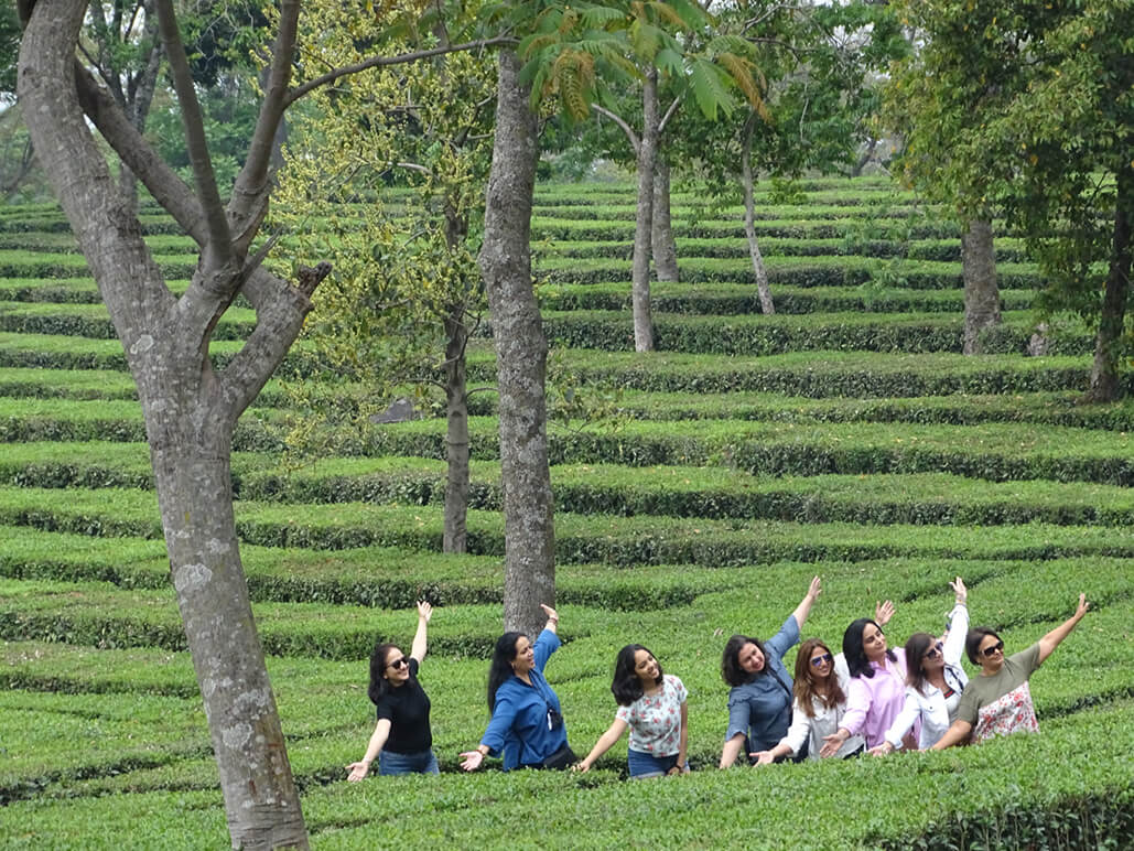 Tea Factory Visit